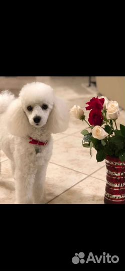 Вязка той пуделя