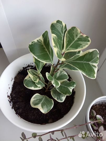 Фикус триангулярис вайт марджин