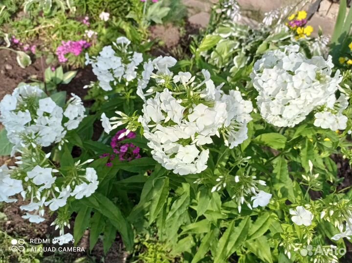 Садовые цветы