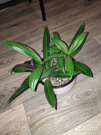 Традесканция рео