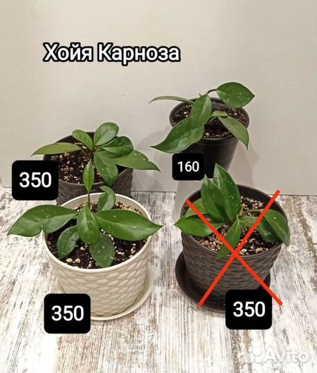 Хойя, филодендрон атом, бегония,фиалка