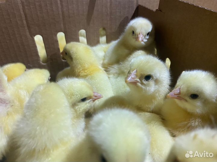 Цыплята бройлеры кобб 500/росс308