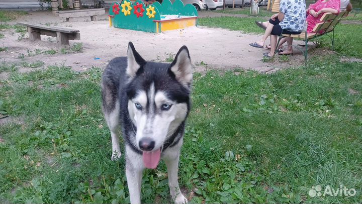 Сибирский хаски