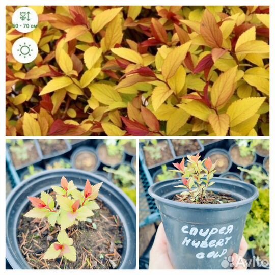 Многолетники для сада