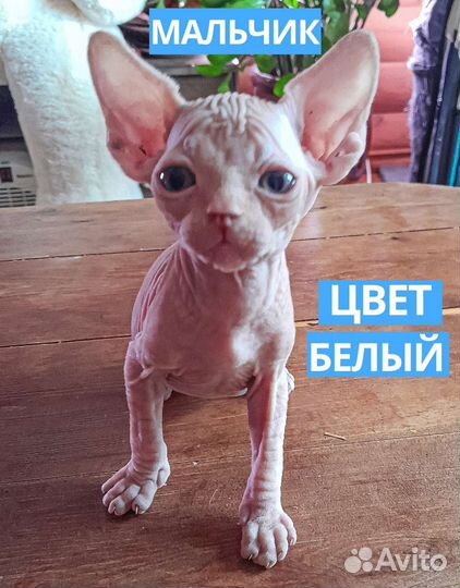 Канадский сфинкс