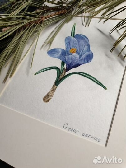 Картина. Крокус весенний. акварель. миниатюра
