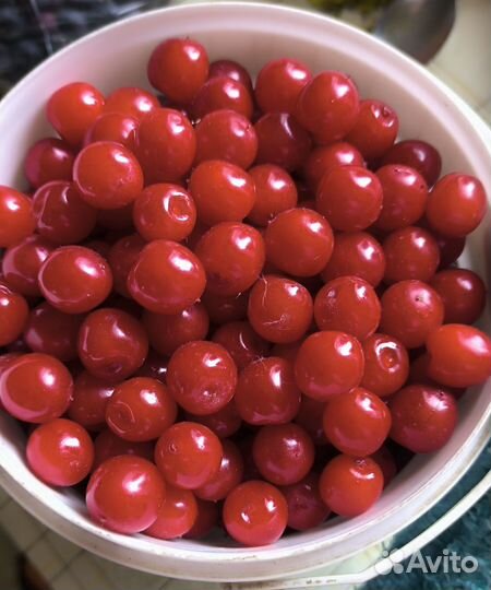 Войлочная вишня