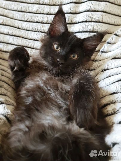 Котята мейн-кун из питомника