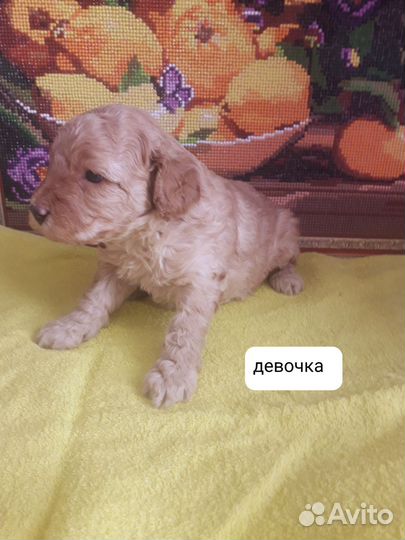 Карликовый пудель