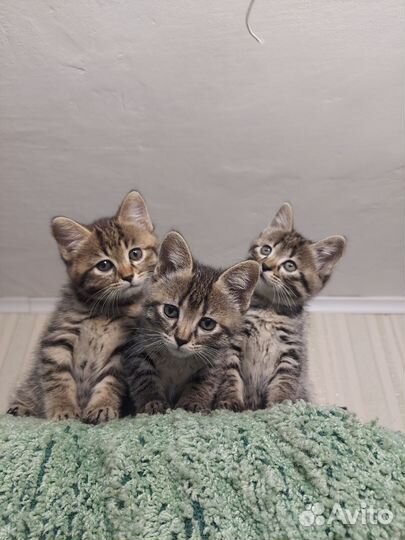 Котята в добрые руки бесплатно