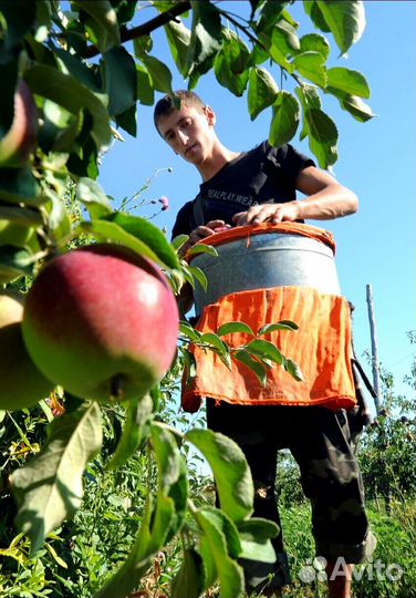 Работа по сборке яблок. Вахта