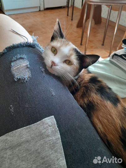 Кошка