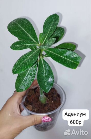 Комнатные растения