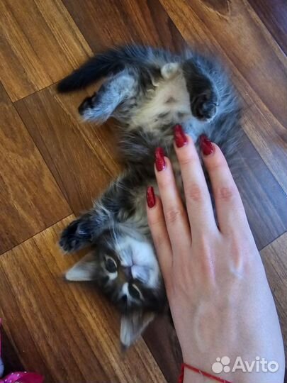 Отдам милых,пушистых котят в добрые руки