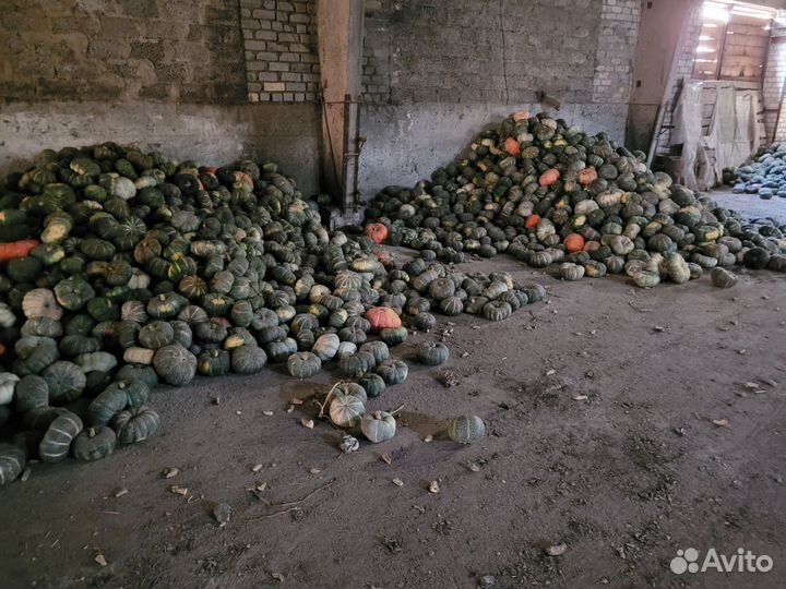 Тыква мелкая на корм скоту