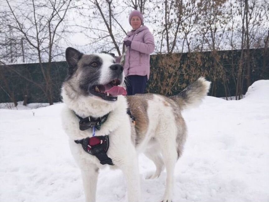 Мечта любого человека, ручной Панда