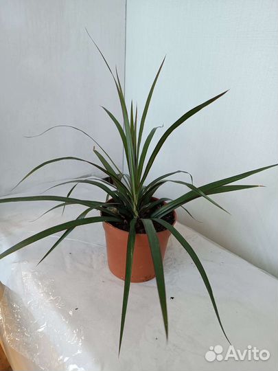 Пальма Драцена