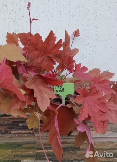 Гейхера, лаванда