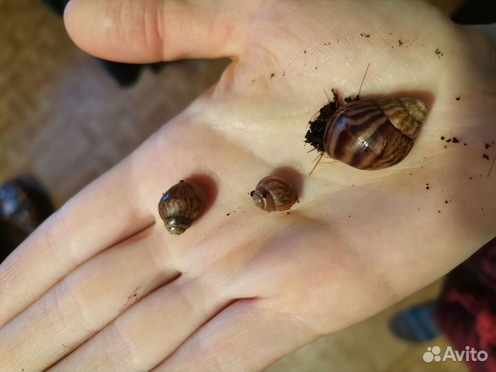 Улитка ахатина малыши