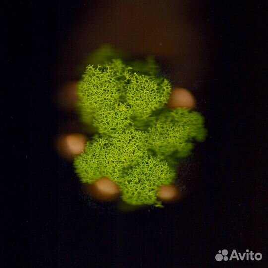 Стабилизированный Мох, Зеленые Оттенки