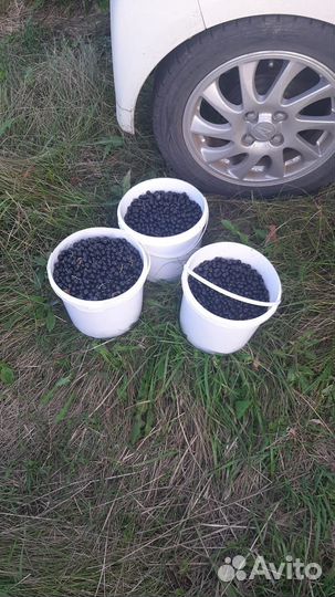 Продам черную смородину