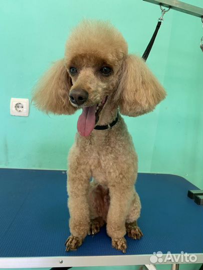 Груминг. Стрижка собак