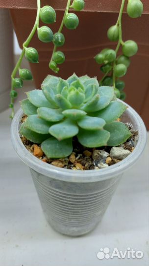 Суккуленты