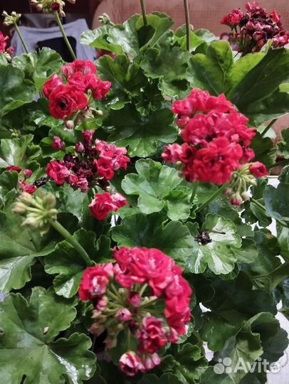 Комнатные цветы