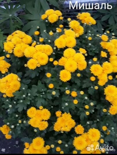 Хризантема