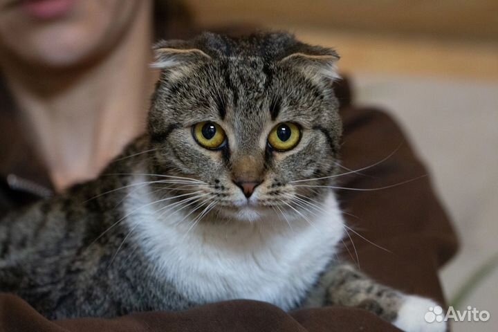 Скоттиш страйт