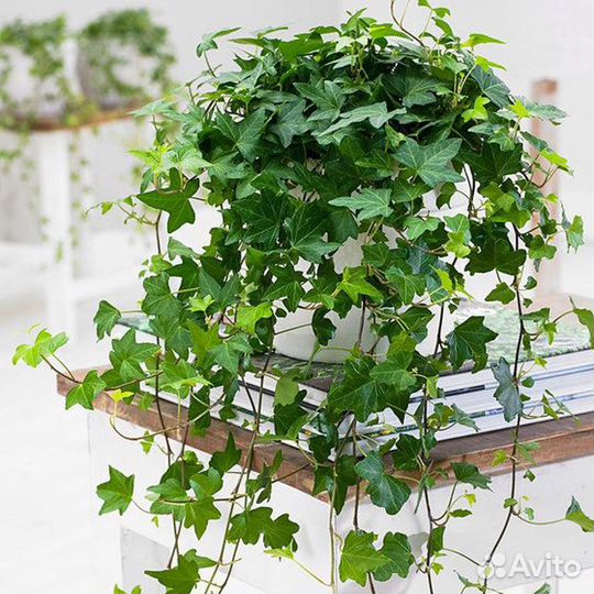 Плющ хедера