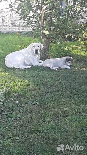 Щенок лабрадора