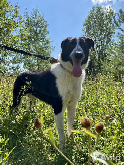 Собака «Митра»