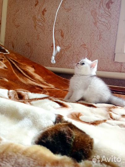 Британские котята