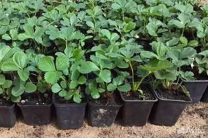 Саженцы клубники