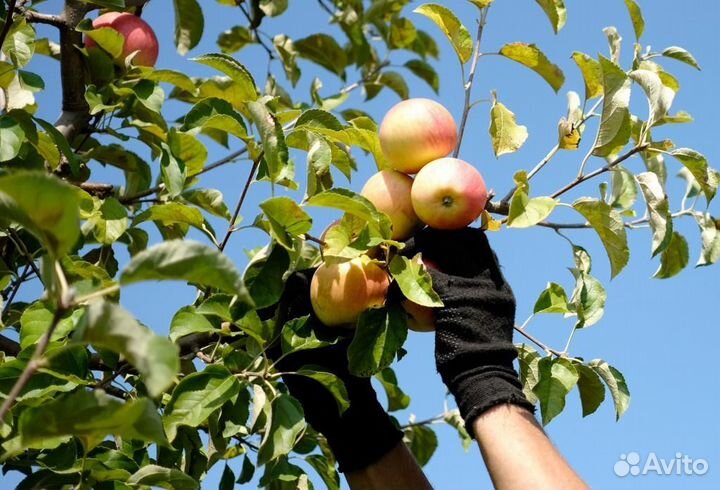 Сборщик урожая (вахта Крым)