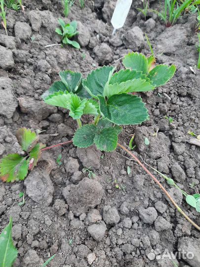 Саженцы клубники