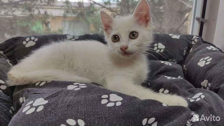 Турецкая ангора