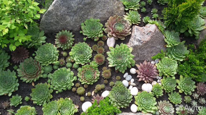 Молодило, Ива извилистая, Гортензия, Астильба