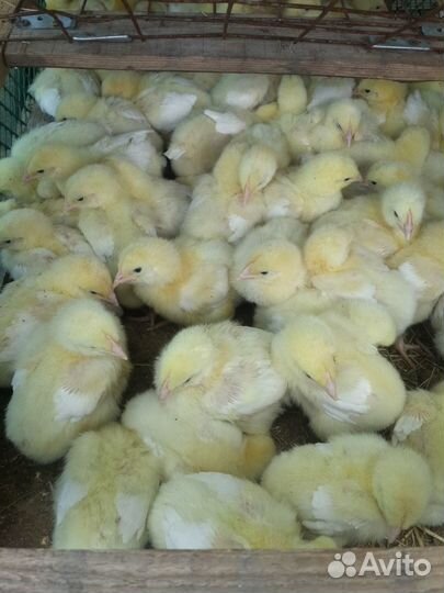 Цыплята бройлеры подрощеные