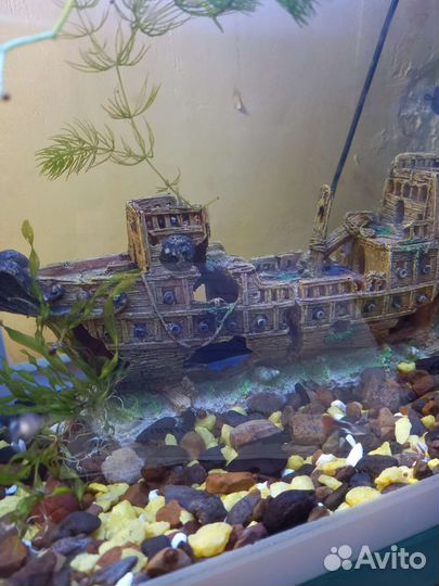 Аквариум, рыбки гуппи, аксессуары для аквариума