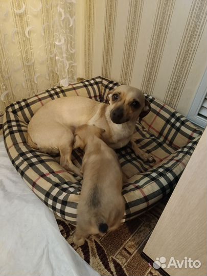 Продам щенка той терьера девочка,1,5 месяца
