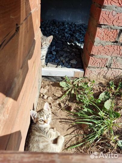 Котята ищут дом