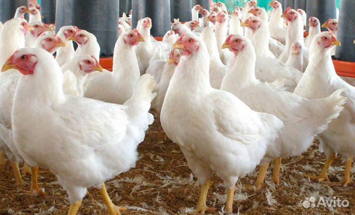 Куры молодки