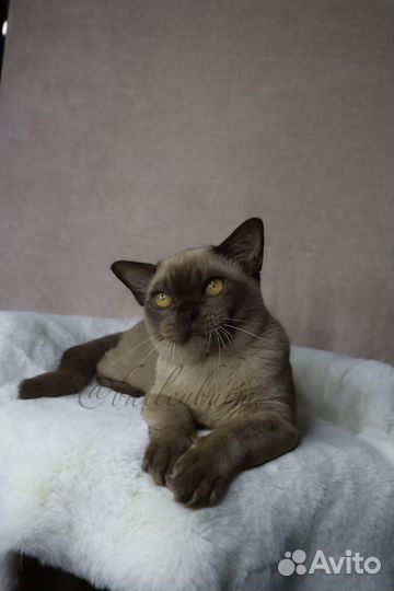 Котята Европейской бурмы
