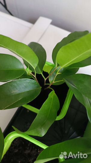 Фикус Экзотика
