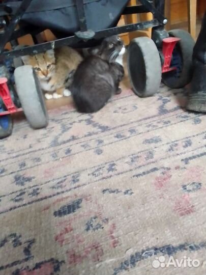 Котята в добрые руки