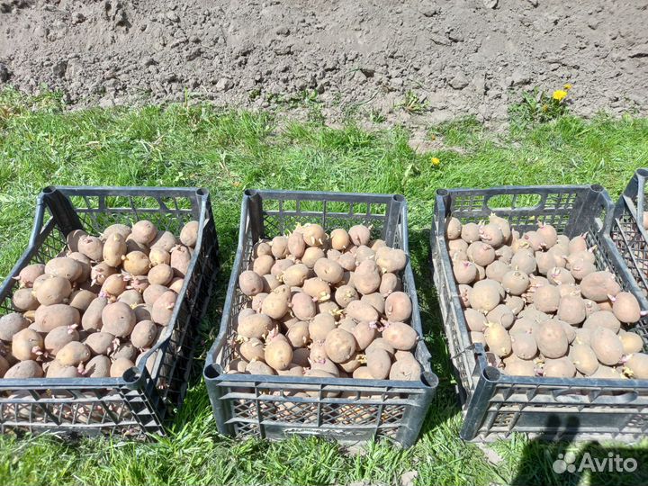 Семенной картофель