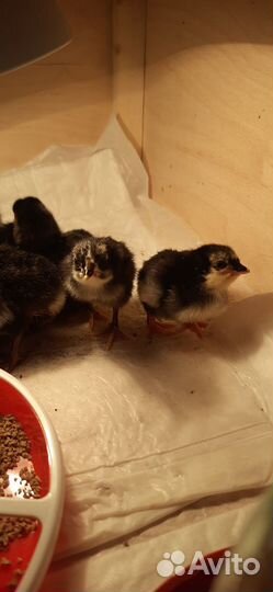 Цыплята кур несушек