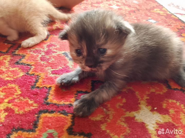 Вислоухие котята в добрые руки